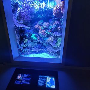 Nashville Zoo 5/22 - Unseen New World, Indo-Pacific lionfish