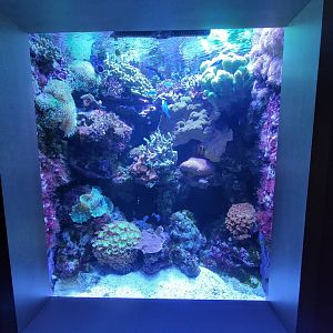 Nashville Zoo 5/22 - Unseen New World, hawkfish, neon goby, lined basslet, chromis sp.