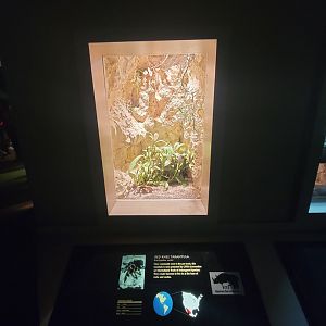 Nashville Zoo 5/22 - Unseen New World, red knee tarantula, Brachypelma smithi