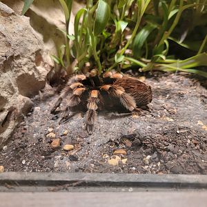 Nashville Zoo 5/22 - Unseen New World, red knee tarantula, Brachypelma smithi