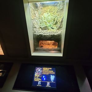 Nashville Zoo 5/22 - Unseen New World, split exhibit, eastern collared lizard / Arizona blond tarantula (Aphonopelma chalcodes)