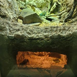 Nashville Zoo 5/22 - Unseen New World, split exhibit, eastern collared lizard / Arizona blond tarantula (Aphonopelma chalcodes)