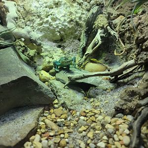 Nashville Zoo 5/22 - Unseen New World, eastern collared lizard