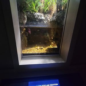 Nashville Zoo 5/22 - Unseen New World, bigclaw crayfish, Faxonius placidus