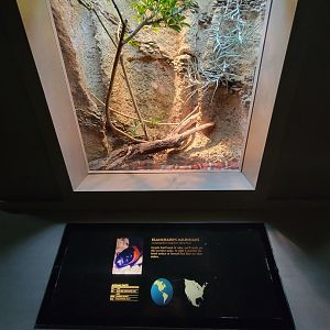 Nashville Zoo 5/22 - Unseen New World, Blanchard's milksnake