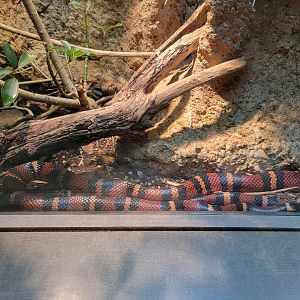 Nashville Zoo 5/22 - Unseen New World, Blanchard's milksnake
