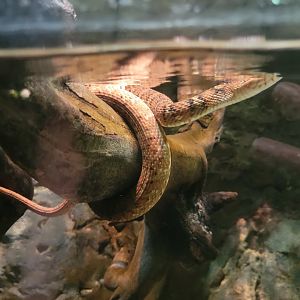 Nashville Zoo 5/22 - Unseen New World, water snake sp. (mixed with hellbender)