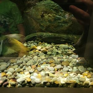 Nashville Zoo 5/22 - Unseen New World, hellbender (mixed with water snake sp.)