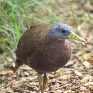 Chestnut Rail