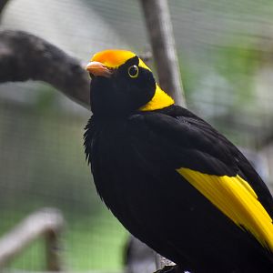 Regent Bowerbird