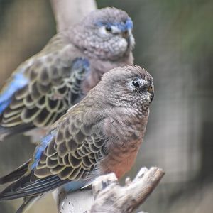 Bourke's Parrots
