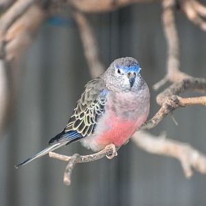 Bourke's Parrot