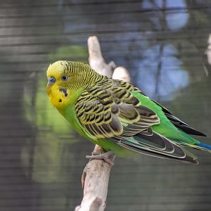 Budgerigar