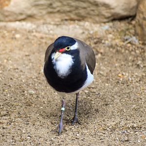 Banded Lapwing