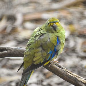 Blue-winged Parrot