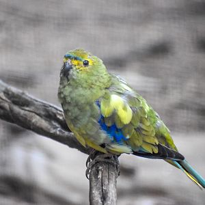 Blue-winged Parrot