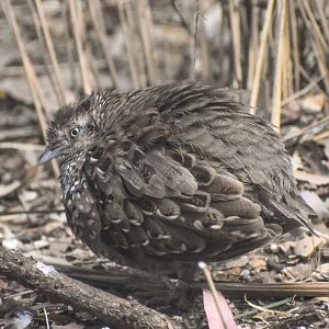 Black-breasted Buttonquail