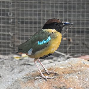 Noisy Pitta