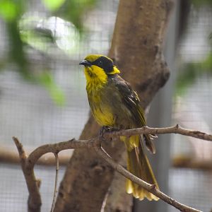 Yellow-tufted Honeyeater