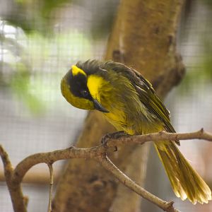 Yellow-tufted Honeyeater