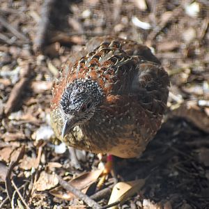 Painted Buttonquail
