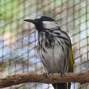 White-cheeked Honeyeater