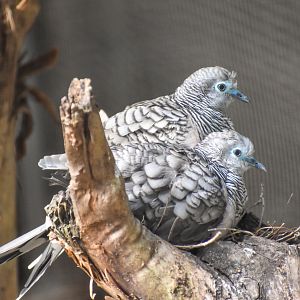 Peaceful Doves