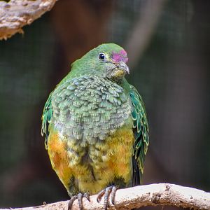 Young Rose-crowned Fruit-Dove