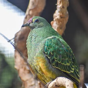 Young Rose-crowned Fruit-Dove