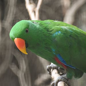 Eclectus Parrot