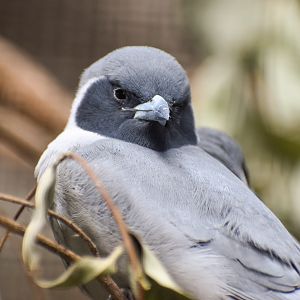 Masked Woodswallow