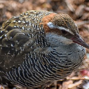 Buff-banded Rail