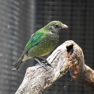 Green Catbird