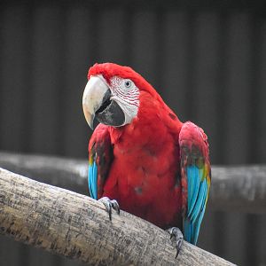 Green-winged Macaw