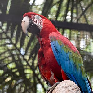 Green-winged Macaw