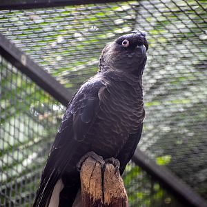 Baudin's Black Cockatoo