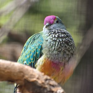 Rose-crowned Fruit-Dove