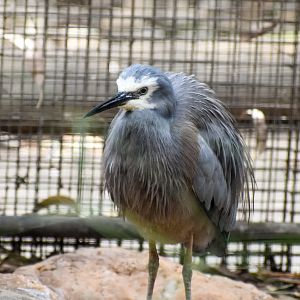 White-faced Heron