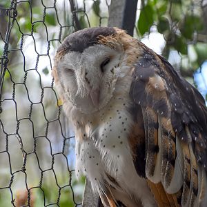 Australian Grass Owl