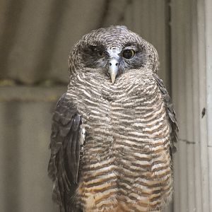 Rufous Owl
