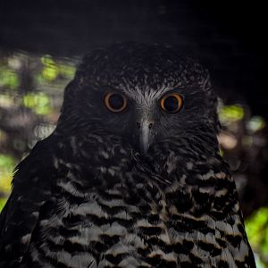 Powerful Owl