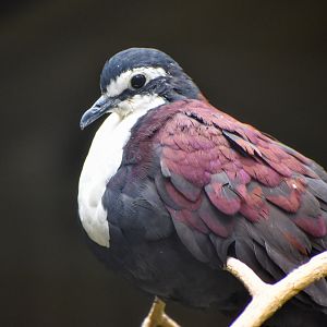 White-breasted Ground-Dove