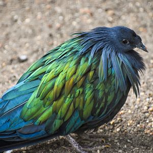 Nicobar Pigeon