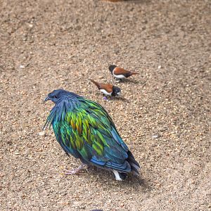 Nicobar Pigeon, Tricoloured Munias and Blue-faced Parrotfinches