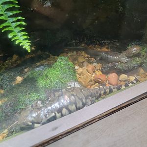 Nashville Zoo 5/22 - Unseen New World, tiger salamander, Ambystoma tigrinum
