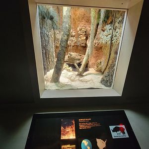 Nashville Zoo 5/22 - Unseen New World, indigo snake