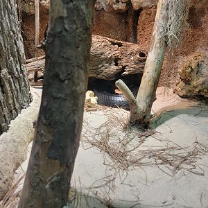 Nashville Zoo 5/22 - Unseen New World, indigo snake