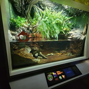 Nashville Zoo 5/22 - Unseen New World, alligator snapping turtle