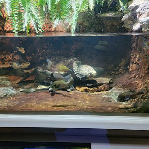 Nashville Zoo 5/22 - Unseen New World, alligator snapping turtle