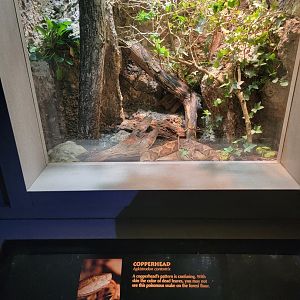 Nashville Zoo 5/22 - Unseen New World, copperhead